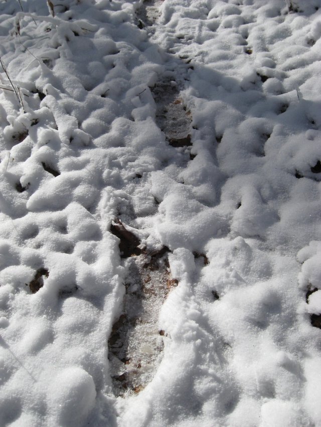 Day old frozen footprints of Mark seen when I backtracked the next day back up Lost Cove Trail